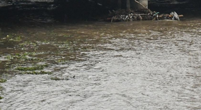 В Брегово близо 8000 декара земеделска земя е залята от придошлите води на река Тимок