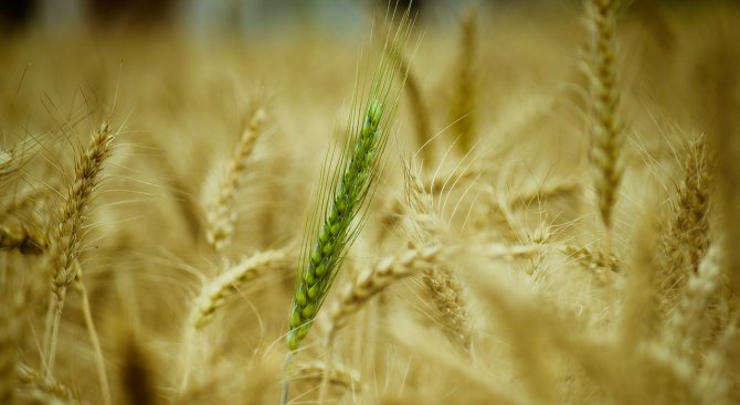 Започва обследване на масивите с пшеница в Добричко