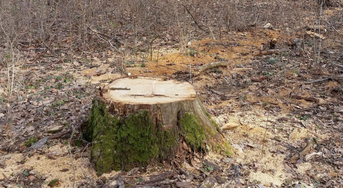 Над 100 хиляди кубика дървесина е повалена след ураган в Смолянско