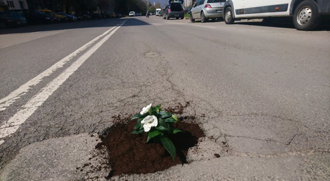 Засадиха цветя в дупки на пътя в столичния квартал „Младост“ (снимки)