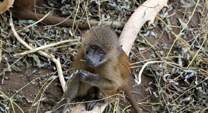 Маймуни избягаха от изследователски институт в САЩ