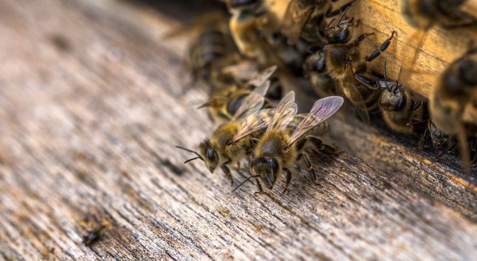 ЕС разширява забраната за неоникотиноиди с цел защита на пчелите