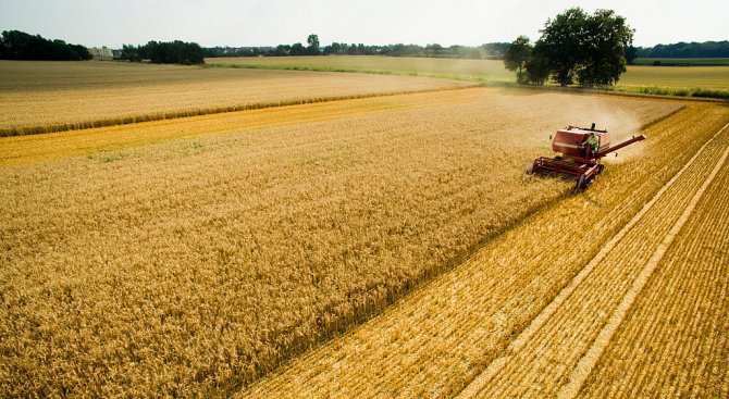 В много добро състояние са над 90 % от пшеницата и засетия ечемик в Силистренско