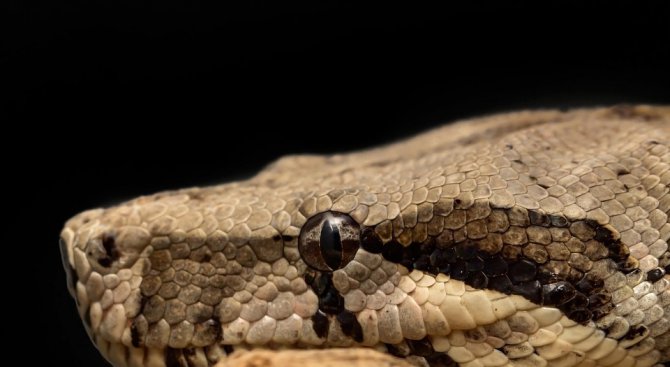 Змия се скри в лекотоварен автомобил в Монтана