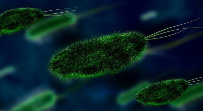 Бактериите общуват помежду си, за да избягват антибиотиците