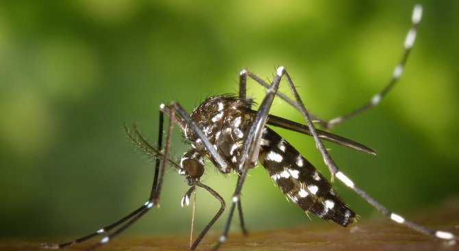 Община Лом започна пръскане срещу комари