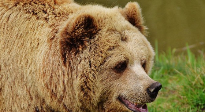 Паркът за танцуващи мечки край Белица остана без един от първите си обитатели