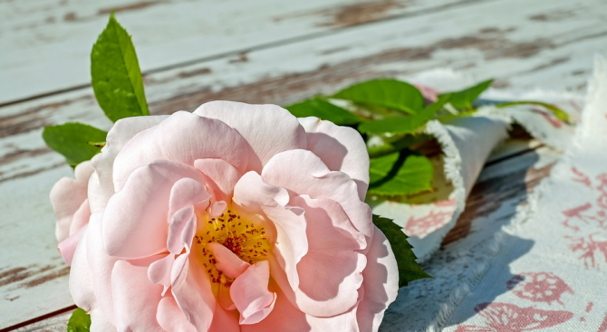 Килограм розов цвят се изкупува за 2,20 лв. в пазарджишко