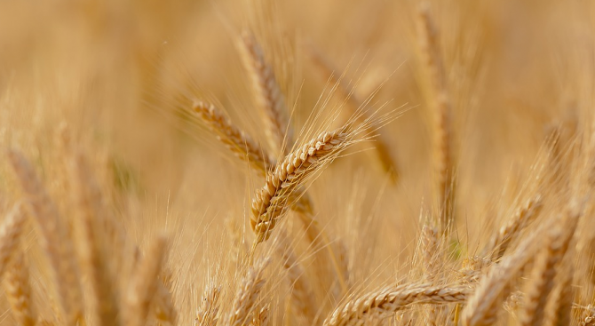 Пшеничните посеви в Добричкия регион са осигурени с влага, коментира учен