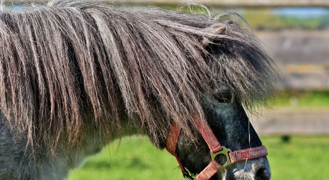 Горски от Берковица задържаха два коня, изоставени от бракониери 