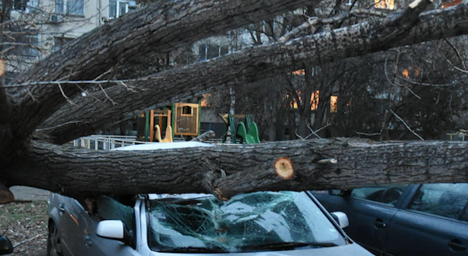 Дърво е паднало върху кола в Пловдив