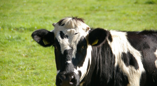 Избягала от България в Сърбия крава заплашена с убийство от властите