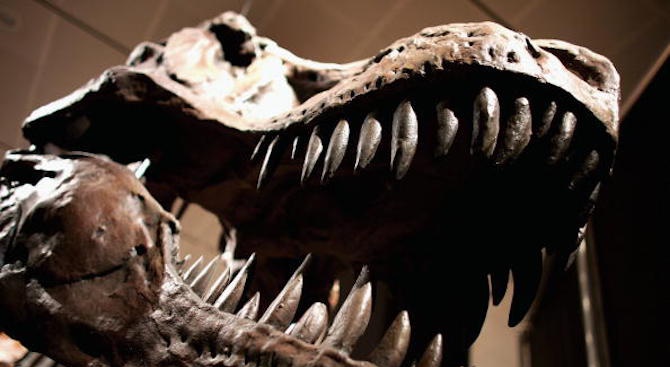 Продадоха скелет на динозавър за 2 млн. евро