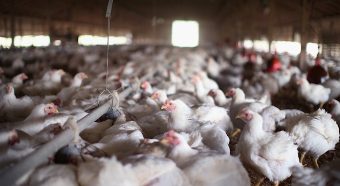 Общински съветници в Добричко искат извънредно заседание заради фермата с птичи грип