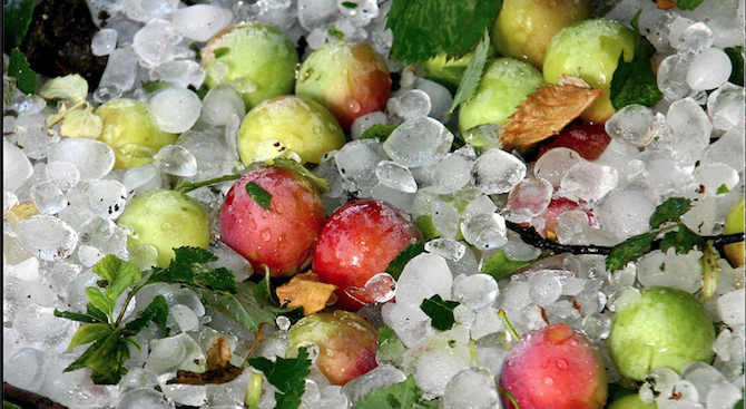 Тотални поражения нанесе градушка върху ябълките в Кюстендилско, застрахователи отказват да изплащат обезщетения