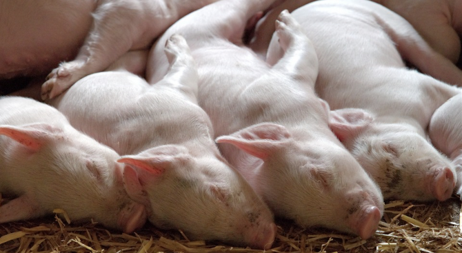 Румъния съобщава за случаи на африканска чума по свинете 