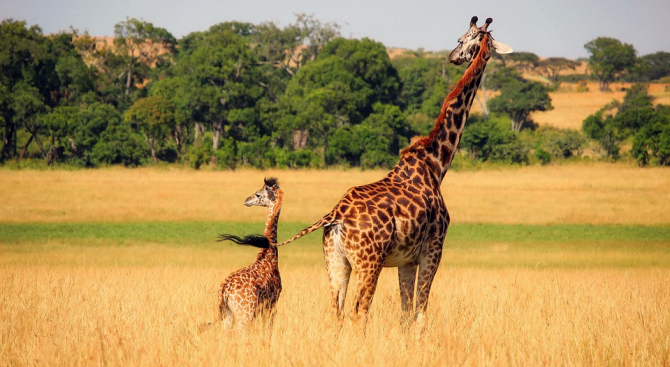 Жирафче се роди в белгийска зоологическа градина