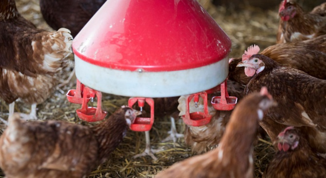 Ликвидират над 30 000 кокошки от фермата с птичи грип