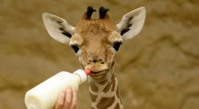 Жирафче се роди в зоопарка във Филаделфия