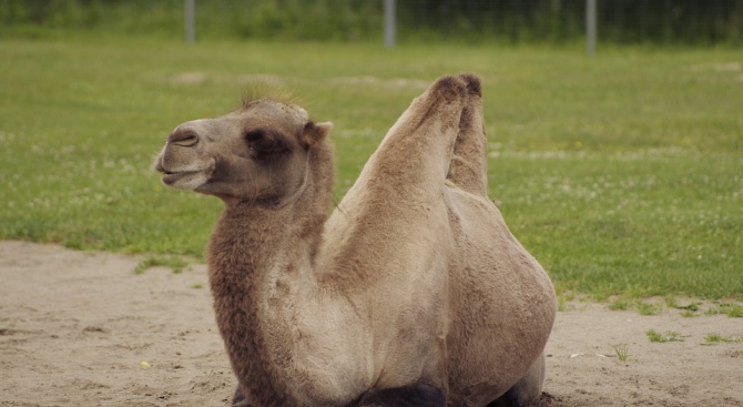 Двугърба камила е най-новият обитател на Столичния зоопарк