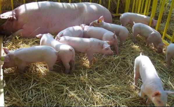 Свиневъди очакват реакция от държавата срещу африканската чума