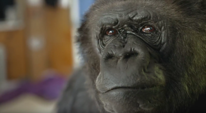 Почина горилата Коко, която  владееше жестомимичния език (видео)