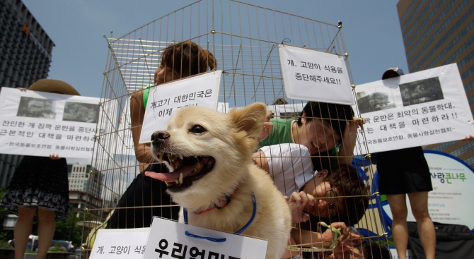 Закон в Южна Корея забрани да се ядат кучета