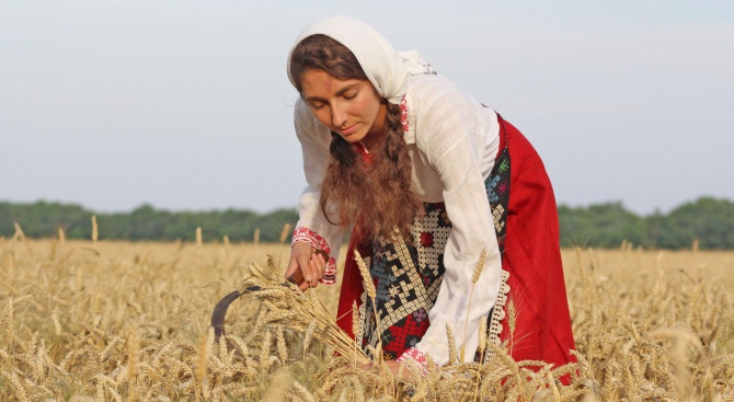 Започна жътвата на пшеница в Добруджа (снимки)