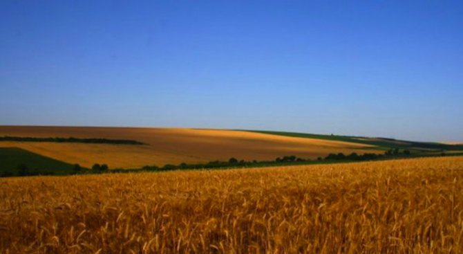 Зърното в Монтанско се изкупува по 240-260 лева за тон