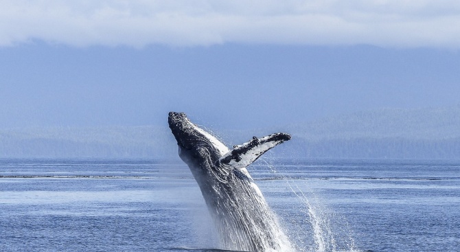 Испания ще опазва мигриращите китове и делфини в резерват