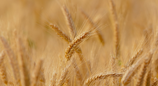 65 декара пшеница изгоряха в село Рупци