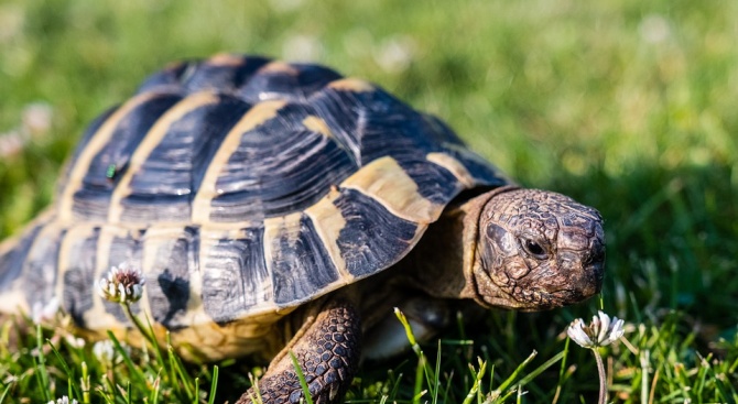 Откриха 19 костенурки от защитен вид в село Микрево 
