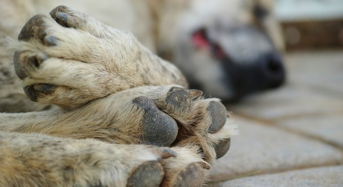 Прокуратурата проверява сигнали за откритите мъртви кучета в Юндола