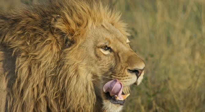 Лъвове изядоха група бракониери в резерват в Южна Африка