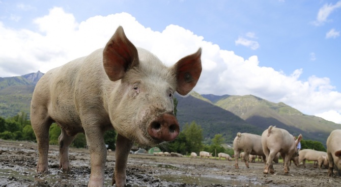 Проверяват ударно свинефермите заради опасността от африканска чума