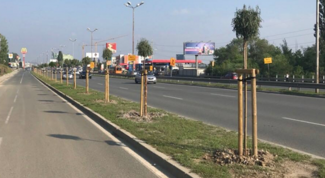 Вандали унищожиха новите дръвчета на Околовръстното в София (снимки)
