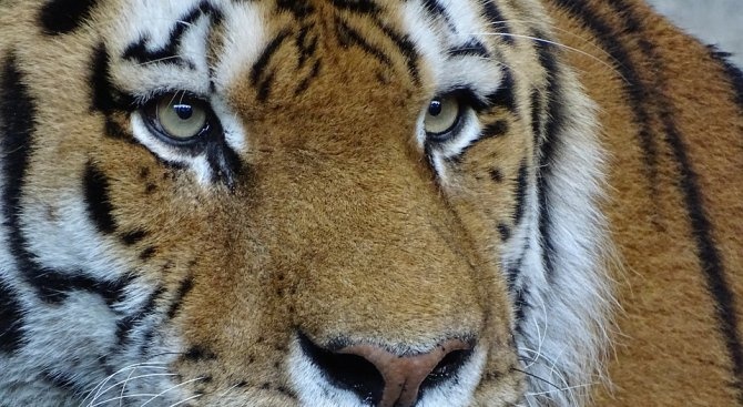 Тигри и лъв избягаха от чешки зоопарк, хванаха ги 