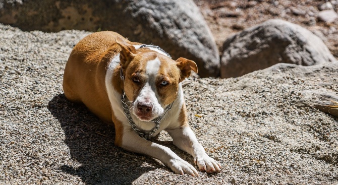 Да се забранят ли за отглеждане опасните породи кучета? 