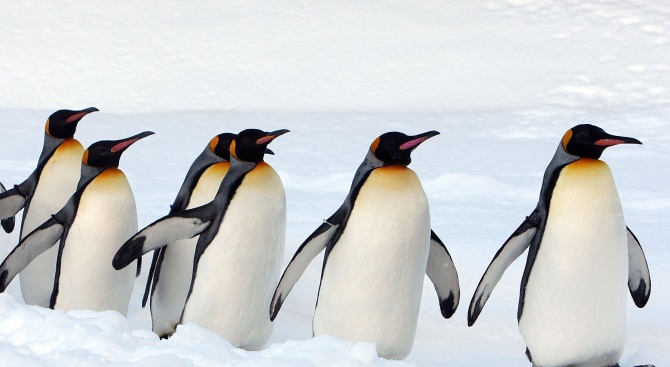 Най-голямата колония кралски пингвини намаля драстично