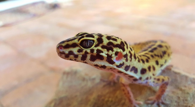Леопардовият гекон може да генерира нови мозъчни клетки