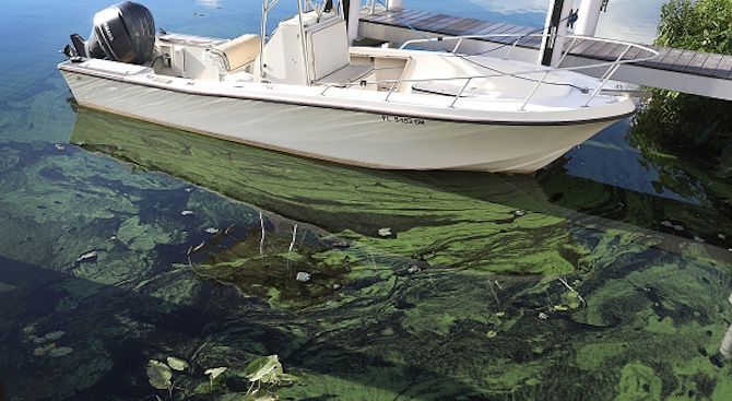 Токсични водорасли избиват рибата край бреговете на Флорида (видео)