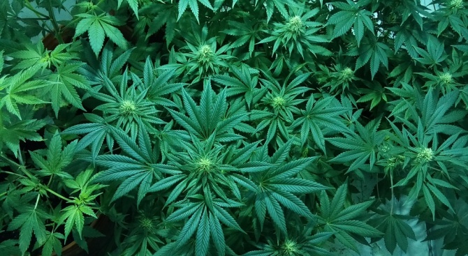 Близо 42 килограма марихуана са открити в двор на къща в с. Синитево