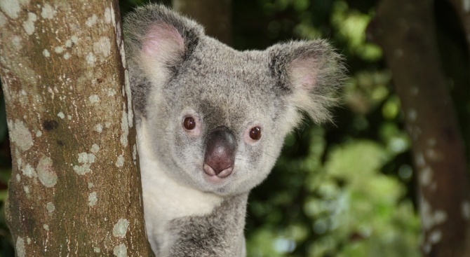Симпатична коала изненада пътници в самолет (видео)