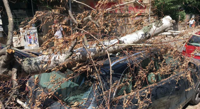 Дърво падна и потроши две коли в центъра на София (снимки)