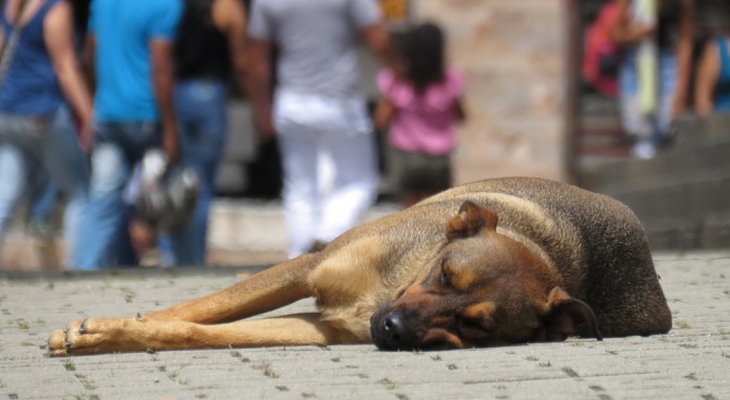 Намалява броят на бездомните кучета в София