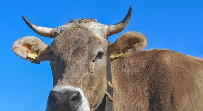 Огнище на туберкулоза по говедата в Стрелча