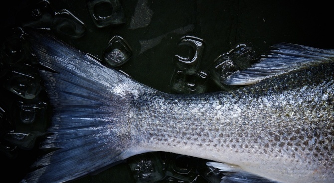 Над 300 килограма риба е извадена от бракониерски мрежи на язовир "Ястребино"