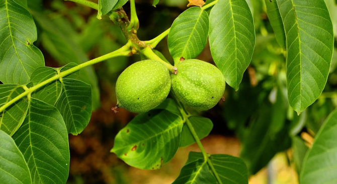 По пет тона орехи крадат от градините на хората