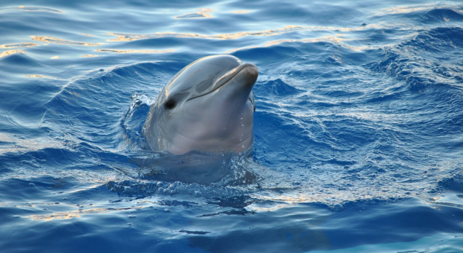 Учени подозират делфин, че "учи" чужди езици