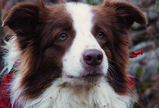 Почина Луси Лу - кучето, което беше кметица на американски град 